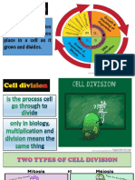 Cell Cycledivision