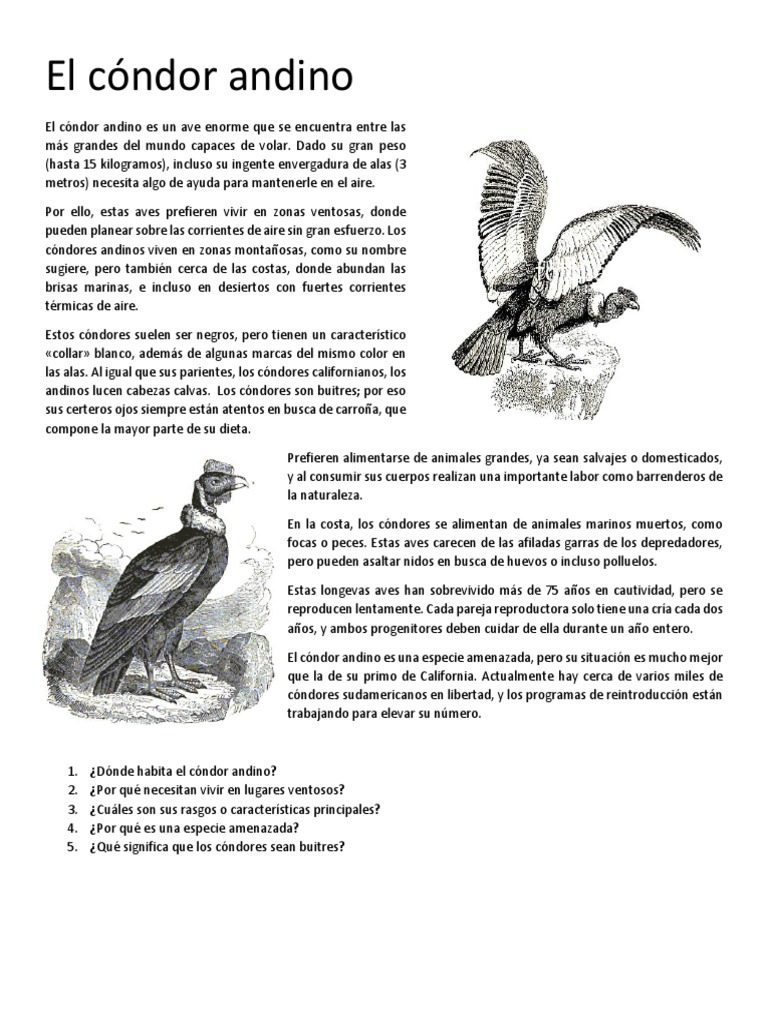 Clase El Cóndor Andino | PDF