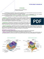 1ano_citoplasma_organelas.pdf