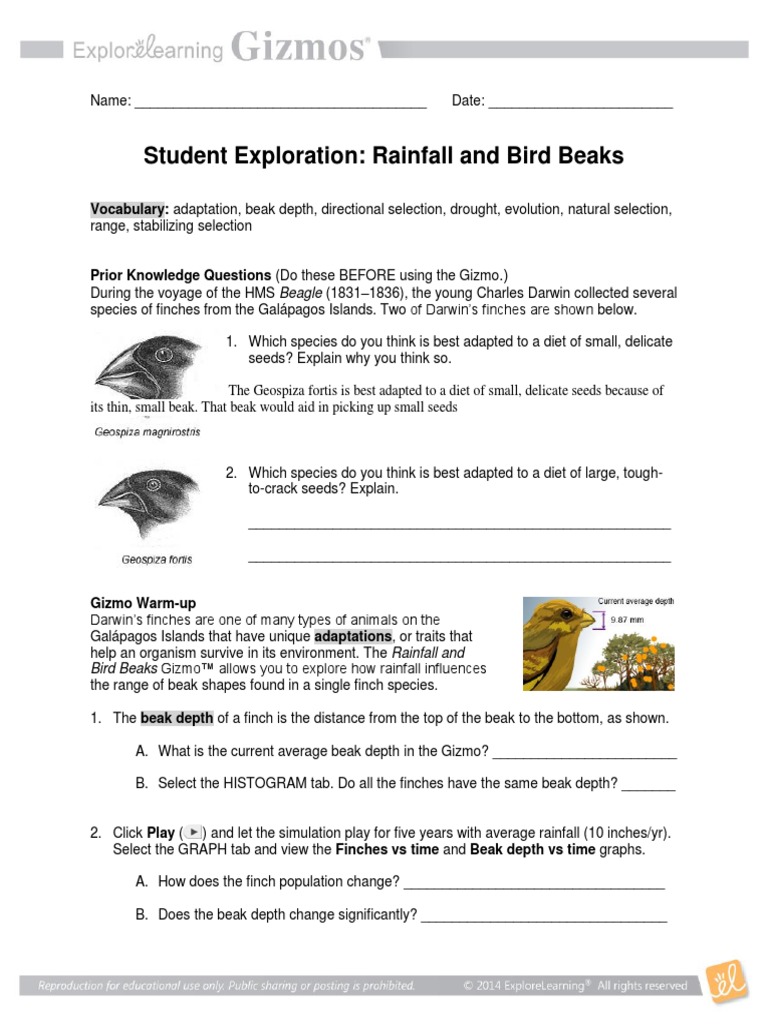 Rainfall And Bird Beaks Gizmo Answer Key