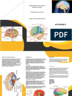 Morfología y funciones del cerebro humano