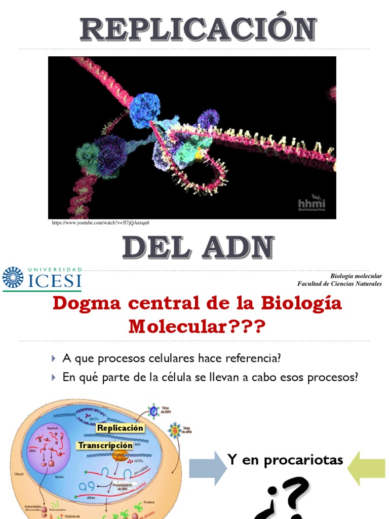 Sesion 5 - Replicacion | PDF | Replicación De Adn | Adn