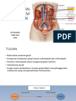 Struktur Dan Fungsi Sistem Perkemihan