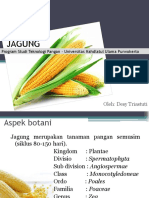 TBTP 4 Jagung