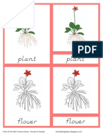 Parts of The Plant Primary Nomenclature Cards (Red Isolation) D'nealian