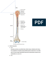 Anatomi Tulang Femur