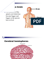 brain.pdf