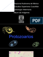 PRESENTACIÓN IMÁGENES Parasitología Veterinaria PDF