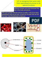 5 Specialised cells