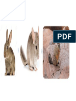 Diferencias entre un conejo, viscacha y chinchilla