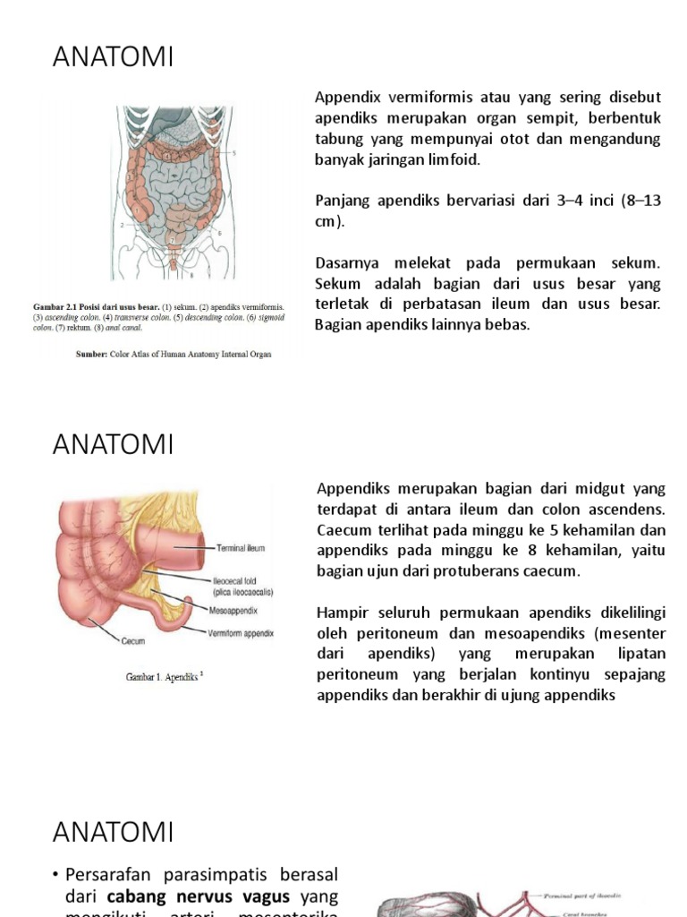 Anatomi dan Posisi Apendiks | PDF | Sains & Matematika