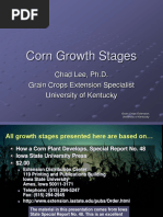 Corn Growth and Development Poster | PDF | Seed | Maize