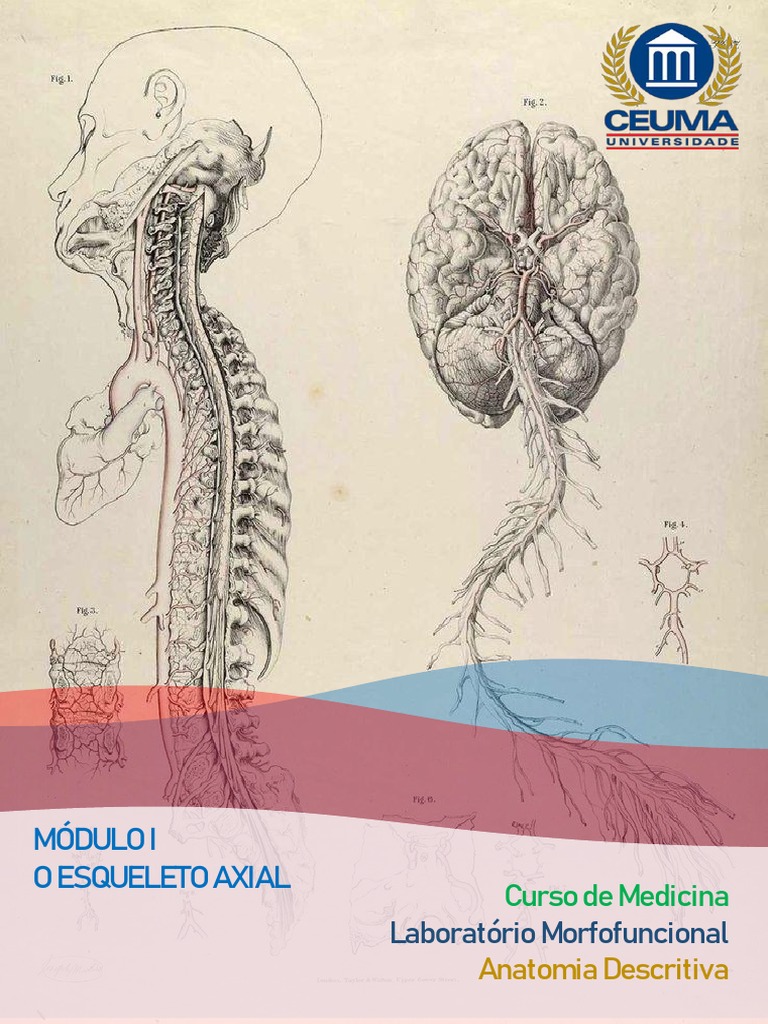 Anatomia Do Esqueleto Axial Estruturas ósseas Do Crânio E Da Mandíbula