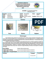 Filum Brachiopoda Dan Mollusca PDF