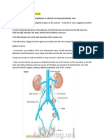 Left Testicular Vein (SN)