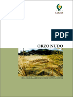 Orzo Nudo