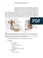 PERTIMBANGAN ANATOMIS 2