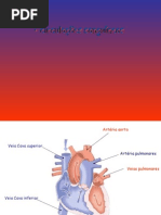 circulação sanguinea