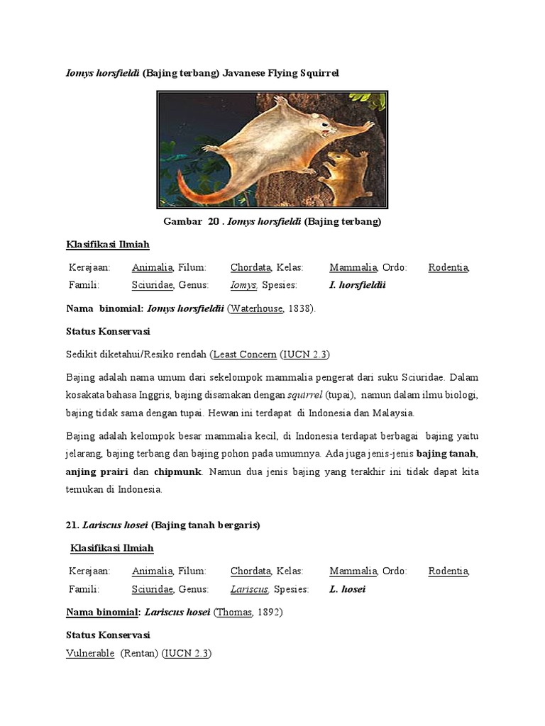 Iomys Horsfieldi PDF