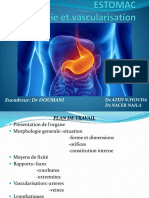 ESTOMAC Anatomie Presentation