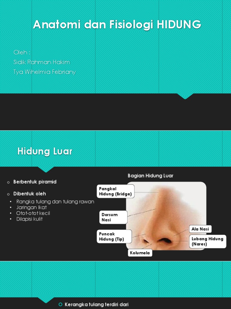 Anatomi Dan Fisiologi Hidung 1 Pptx vrogue.co