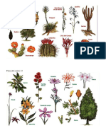 flora y fauna chile 3 zonas imagen