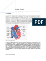 Copia de Sistema Cardiovascular Humano