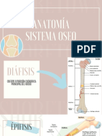 Anatomía Sistema Oseo