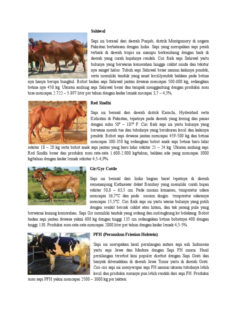 Bangsa Sapi Perah | PDF