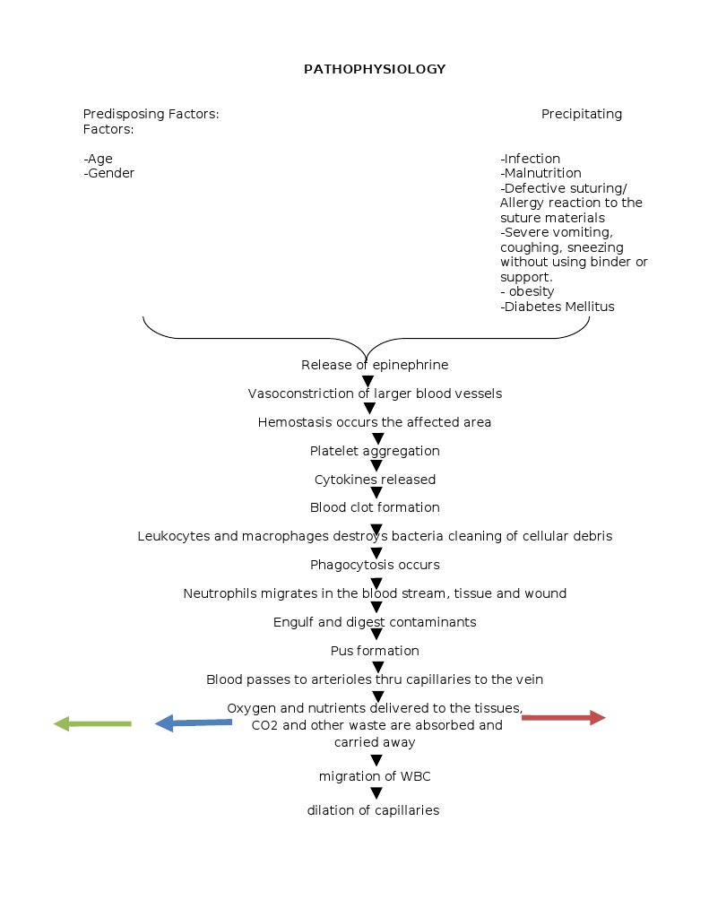 Pa Tho Physiology | PDF | Wound Healing | White Blood Cell
