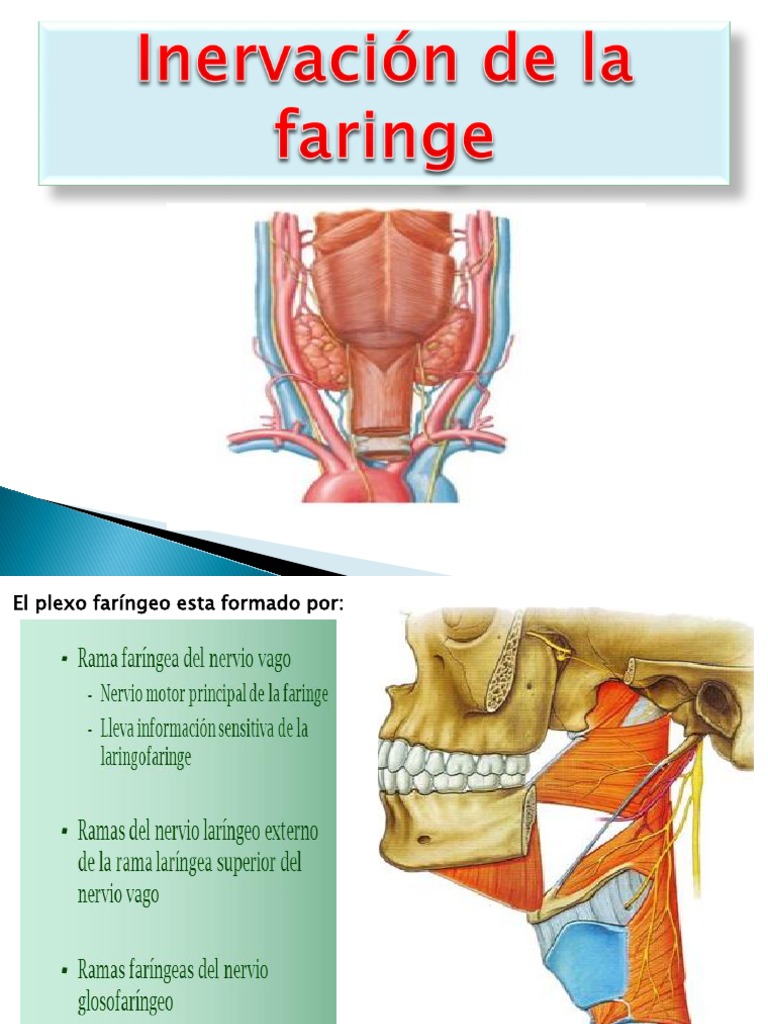 Inervación y vascularización de la faringe | PDF