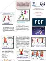 Folleto Corazon Fetal 1