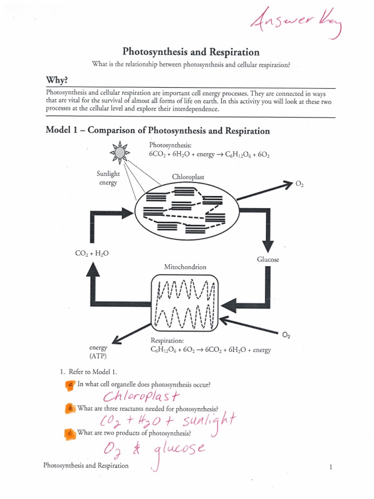 Photosynthesis and Respiration Pogil Pertaining To Photosynthesis Worksheet High School