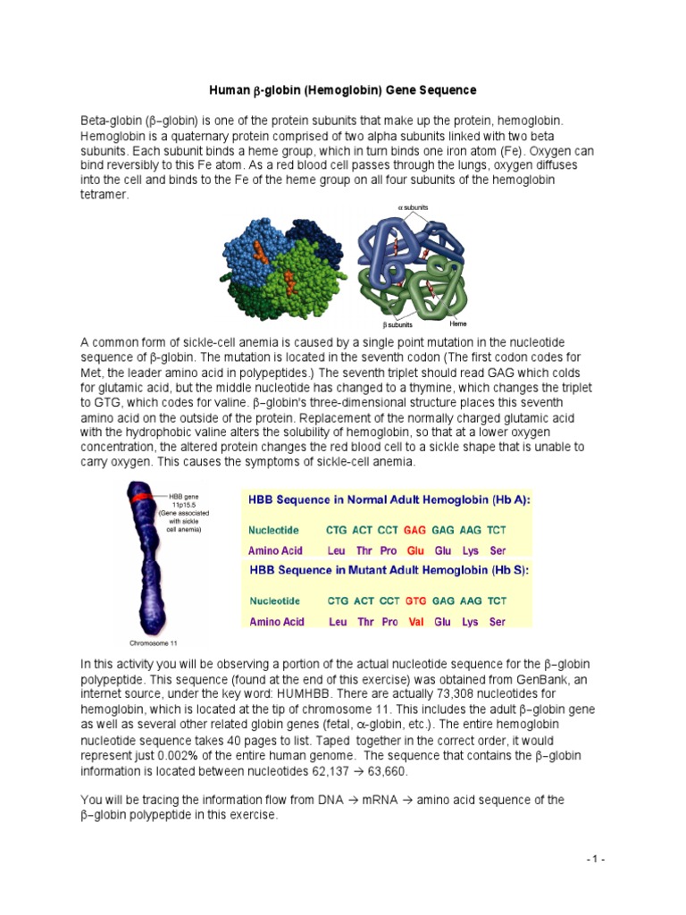 Beta Globulin Gene Sequence | PDF | Science & Mathematics