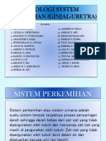 Fisiologi System Perkemihan (Ginjal-Uretra) PPT KLPK 1