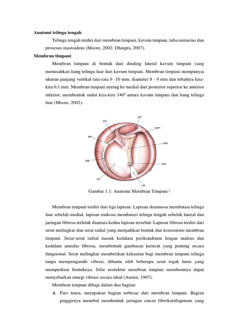 Anatomi Membran Timpani PDF