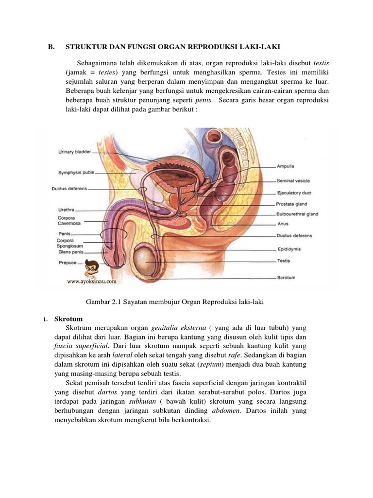 Organ kelamin luar pada pria yang berfungsi untuk mengatur temperatur proses spermatogenesis adalah