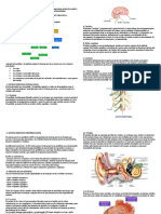 Sistema Nervioso