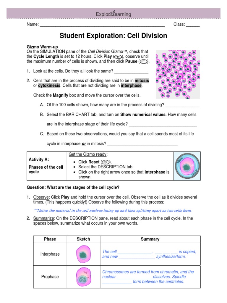 cell cycle phases Inside The Cell Cycle Worksheet Answers