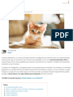 ¿Cómo Educar A Un Gato Desde Que Es Pequeño?