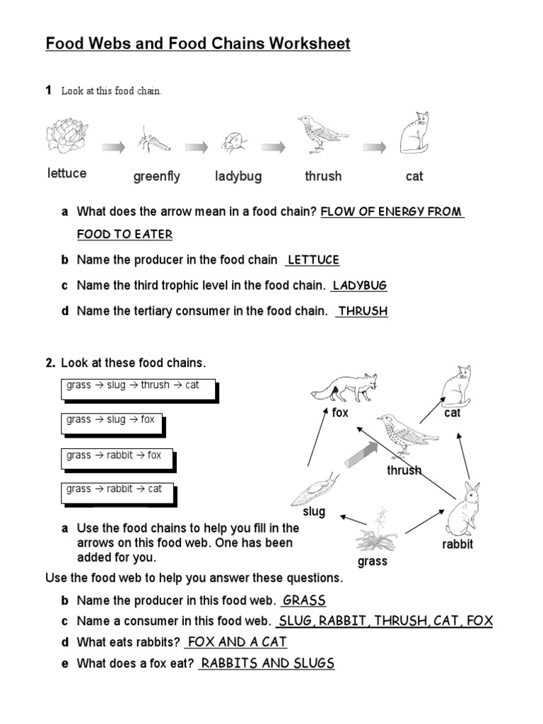 FoodWebsandFoodChainsWorksheet KEY 11dbru5 | PDF | Food | Systems  Ecology