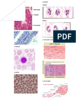 Gambar Sel Biologi PDF