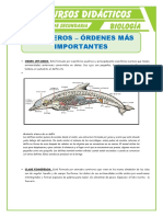 Ordenes Mas Importantes de Los Mamíferos para Segundo de Secundaria