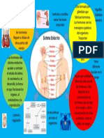 Sistema Endocrino