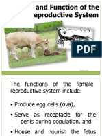 Animal Reproduction - Class Presentation (PPT)