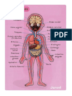 Cuerpo Humano