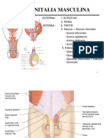 3.male Reproductive System + Mammae