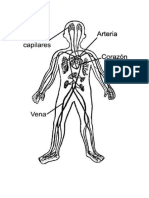 aparato circulatorio.docx