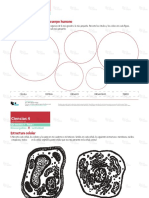 Niveles de Organización Del Cuerpo Humano