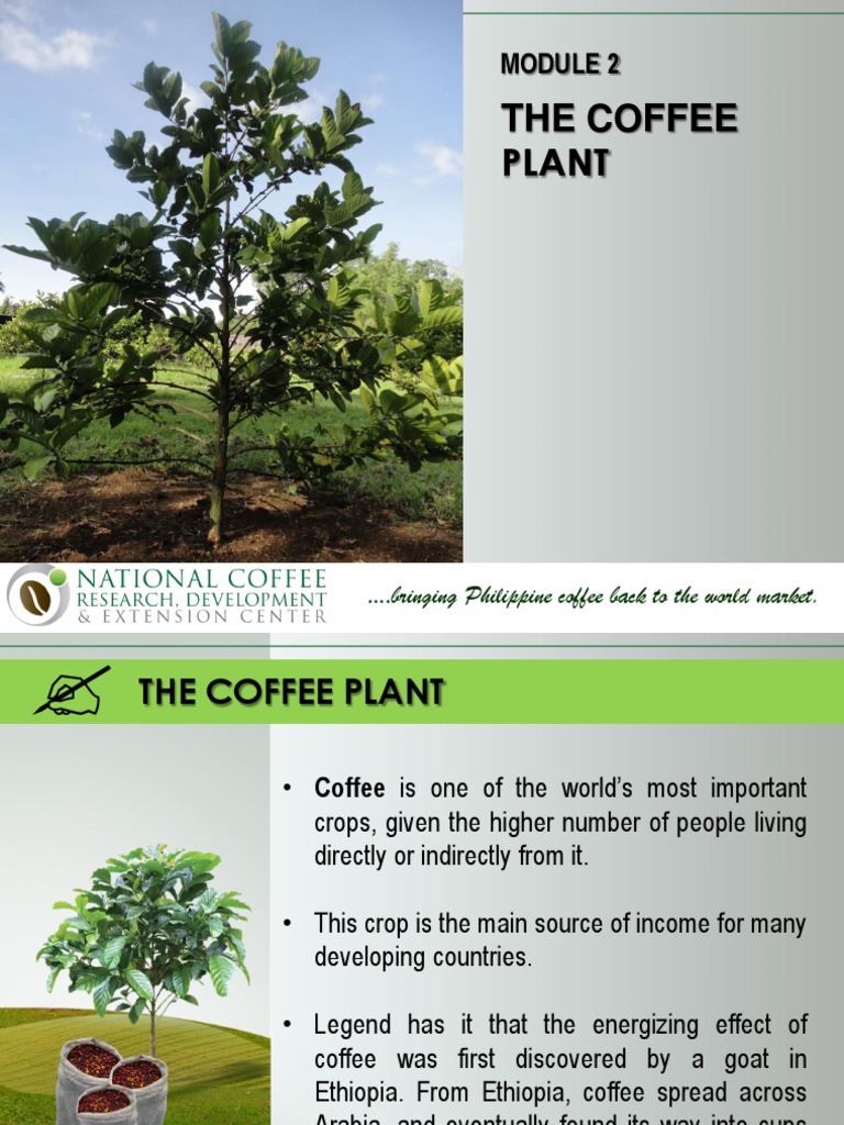 2 The Coffee Plant PDF Coffee Organisms